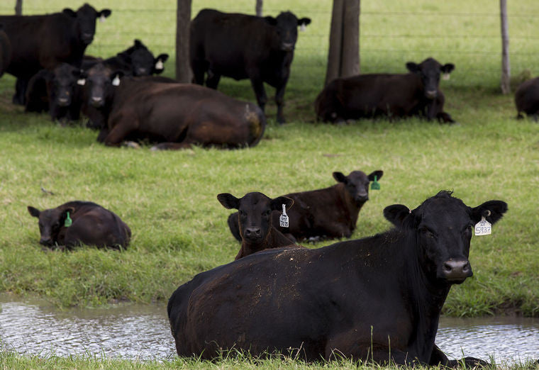 Cameron’s 44 Farms Sees Boom In Beef Business