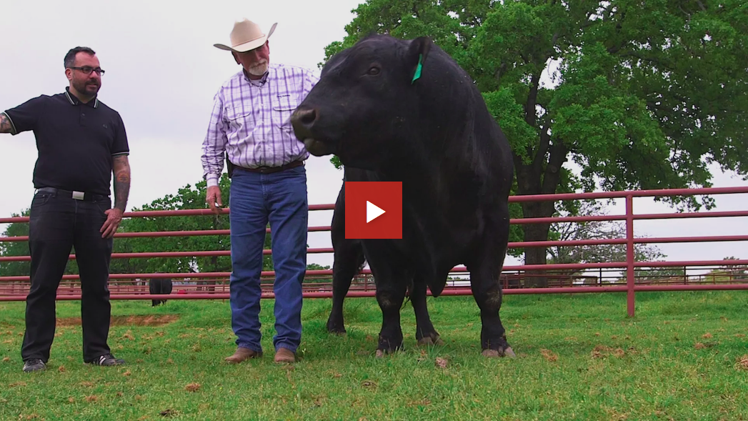 Visiting 44 Farms, Where America's Tastiest Cows Are Made